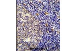 YDJC Antibody (Center) (ABIN654597 and ABIN2844297) immunohistochemistry analysis in formalin fixed and paraffin embedded human tonsil tissue followed by peroxidase conjugation of the secondary antibody and DAB staining.