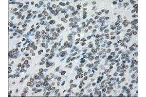 Image no. 12 for anti-P450 (Cytochrome) Oxidoreductase (POR) antibody (ABIN1497746) (POR antibody)