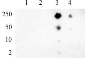 RNA pol II CTD phospho Ser5 pAb tested by dot blot analysis. (Rpb1 CTD antibody  (pSer5))