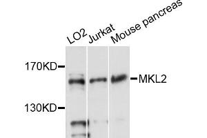 Western blot analysis of extracts of various cell lines, using MKL2 antibody (ABIN6293940) at 1:3000 dilution. (MKL2 antibody)