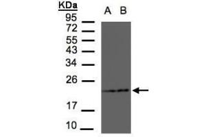 Figure 1. (RAMP2 antibody  (AA 111-175))