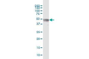 ZNF772 MaxPab polyclonal antibody. (ZNF772 antibody  (AA 1-489))