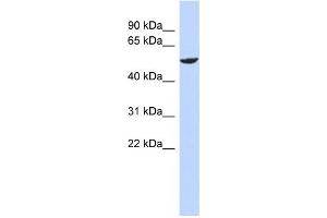 Western Blotting (WB) image for anti-Zinc Finger Protein 154 (ZNF154) antibody (ABIN2459143) (ZNF154 antibody)