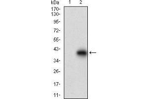 Western blot analysis using CDH17 mAb against HEK293 (1) and CDH17 (AA: extra(600-707))-hIgGFc transfected HEK293 (2) cell lysate. (LI Cadherin antibody  (AA 600-707))