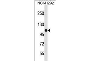 PBXIP1 Antibody (C-term) (ABIN1537374 and ABIN2848529) western blot analysis in NCI- cell line lysates (35 μg/lane). (PBXIP1 antibody  (C-Term))