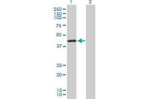 Western Blot analysis of PTDSS1 expression in transfected 293T cell line by PTDSS1 MaxPab polyclonal antibody.