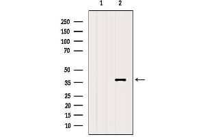 Western blot analysis of extracts from Mouse muscle, using RHO Antibody.
