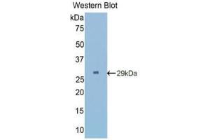 Western Blotting (WB) image for anti-Angiopoietin 2 (ANGPT2) (AA 269-496) antibody (ABIN1857996) (Angiopoietin 2 antibody  (AA 269-496))