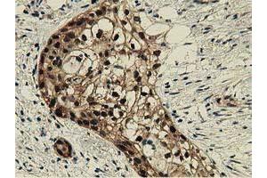 Immunohistochemistry (IHC) image for anti-DnaJ (Hsp40) Homolog, Subfamily A, Member 2 (DNAJA2) antibody (ABIN1497861) (DNAJA2 antibody)