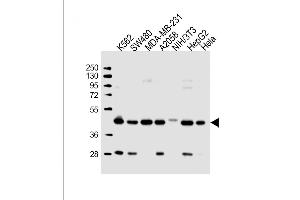 All lanes : Anti-POLR1C Antibody (C-term) at 1:2000 dilution Lane 1: K562 whole cell lysate Lane 2: S whole cell lysate Lane 3: MDA-MB-231 whole cell lysate Lane 4:  whole cell lysate Lane 5: NIH/3T3 whole cell lysate Lane 6: HepG2 whole cell lysate Lane 7: Hela whole cell lysate Lysates/proteins at 20 μg per lane. (POLR1C antibody  (C-Term))