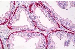 Anti-TRIP12 antibody IHC staining of human prostate.