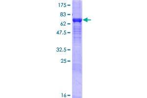 KPNA4 Protein (AA 1-521) (GST tag)