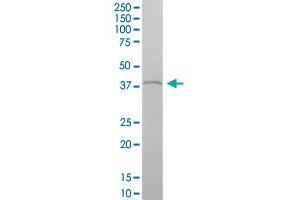 HOXA4 MaxPab polyclonal antibody. (HOXA4 antibody  (AA 1-320))
