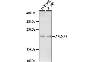 Western blot analysis of extracts of various cell lines, using IP1 antibody  at 1:1000 dilution. (ARL6IP1 antibody  (AA 1-100))