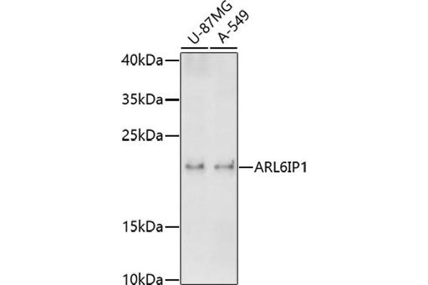ARL6IP1 Antikörper  (AA 1-100)