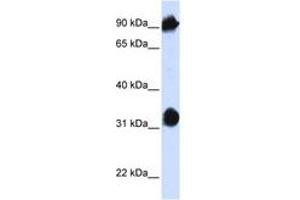 Image no. 1 for anti-Heat Shock 70kDa Protein 4 (HSPA4) (AA 36-85) antibody (ABIN6740952) (HSPA4 antibody  (AA 36-85))