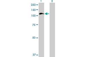 Western Blot analysis of HIP1 expression in transfected 293T cell line by HIP1 MaxPab polyclonal antibody. (HIP1 antibody  (AA 1-1037))
