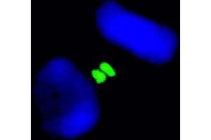 Immunofluorescence (IF) image for anti-Aurora Kinase B (AURKB) (C-Term) antibody (ABIN7448917) (Aurora Kinase B antibody  (C-Term))
