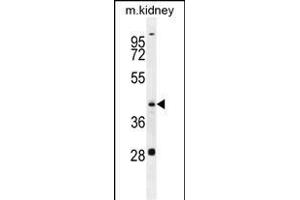 GOT1L1 Antibody (C-term) (ABIN655744 and ABIN2845190) western blot analysis in mouse kidney tissue lysates (35 μg/lane). (GOT1L1 antibody  (C-Term))