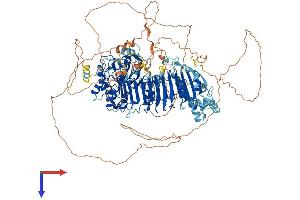 FBXO38 Protein (AA 1-1188) (His tag)