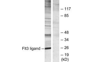 Western blot analysis of extracts from Jurkat cells, using Flt3 ligand antibody. (FLT3LG antibody  (C-Term))