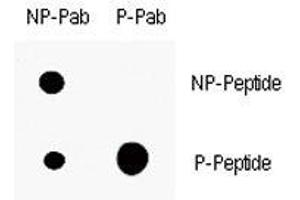Dot blot analysis of p-p21 antibody. (p21 antibody  (pThr145))