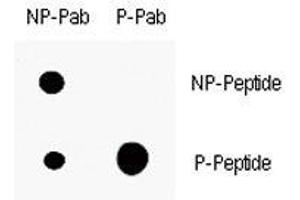 Dot blot analysis of p-p21 antibody.