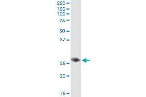 Immunoprecipitation (IP) image for anti-Family with Sequence Similarity 3, Member B (FAM3B) (AA 1-236) antibody (ABIN599570) (FAM3B antibody  (AA 1-236))
