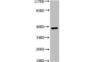 Western Blot analysis of HepG2 cells using Acrosin Polyclonal Antibody (Acrosin antibody  (N-Term))