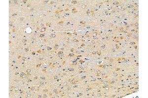 ABIN6260870 and ABIN6266837 at 1/100 staining Mouse brain tissue by IHC-P. (Claudin 7 antibody  (C-Term))