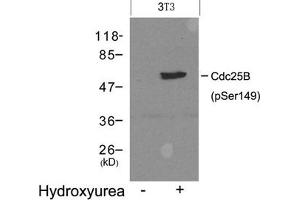 Western blot analysis of extracts from 3T3 cells untreated(lane 1) or treated with Hydroxyurea(lane 2) using Cdc25B(Phospho-Ser149) Antibody. (CDC25B antibody  (pSer149))