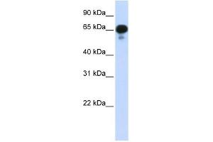 PPM1J antibody used at 1 ug/ml to detect target protein. (PPM1J antibody)