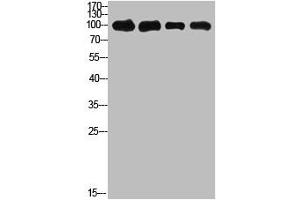 Western Blot analysis of 1,mouse-kidney 2,mouse-heart 3,3T3 4,Hela cells using primary antibody diluted at 1:500(4 °C overnight).