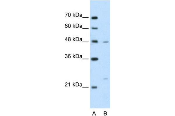 BSDC1 antibody  (N-Term)