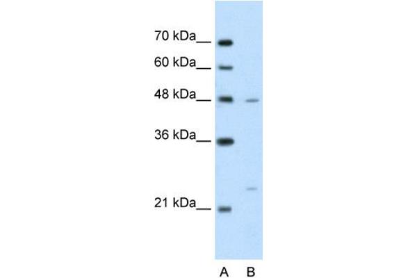 BSDC1 antibody  (N-Term)