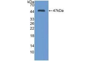 Detection of Recombinant MMP3, Mouse using Polyclonal Antibody to Matrix Metalloproteinase 3 (MMP3) (MMP3 antibody  (AA 100-477))