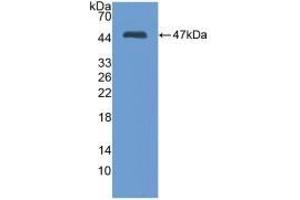 Detection of Recombinant MMP3, Mouse using Polyclonal Antibody to Matrix Metalloproteinase 3 (MMP3) (MMP3 antibody  (AA 100-477))
