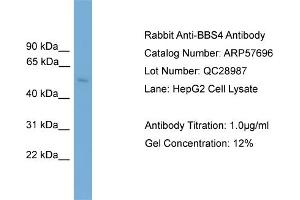 WB Suggested Anti-BBS4  Antibody Titration: 0.