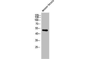 Western Blot analysis of mouse-brain cells using ARMCX1 Polyclonal Antibody (ARMCX1 antibody  (N-Term))