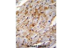 ALDH1L2 Antibody (C-term) immunohistochemistry analysis in formalin fixed and paraffin embedded mouse heart tissue followed by peroxidase conjugation of the secondary antibody and DAB staining. (ALDH1L2 antibody  (C-Term))