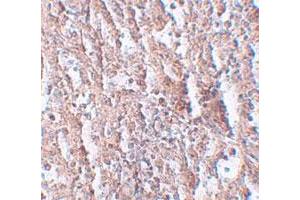 Immunohistochemical staining of human spleen cells with SLC39A5 polyclonal antibody  at 2. (SLC39A5 antibody  (Internal Region))
