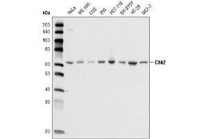 Western blot analysis using CHK2 mouse mAb against cell lysate from various cell types. (CHEK2 antibody  (AA 481-531))