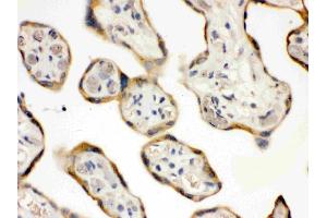 DDAH2 was detected in paraffin-embedded sections of human placenta tissues using rabbit anti- DDAH2 Antigen Affinity purified polyclonal antibody (Catalog # ) at 1 µg/mL. (DDAH2 antibody  (C-Term))