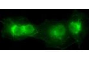 Image no. 4 for anti-SRY (Sex Determining Region Y)-Box 17 (SOX17) (AA 177-414) antibody (ABIN1491031) (SOX17 antibody  (AA 177-414))