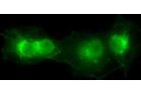 SOX17 antibody  (AA 177-414)