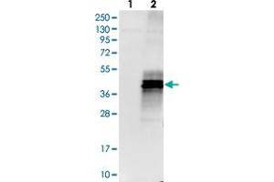 Western blot analysis of Lane 1: Negative control (vector only transfected HEK293T lysate), Lane 2: Over-expression Lysate (Co-expressed with a C-terminal myc-DDK tag (~3. (GPRC5B antibody)
