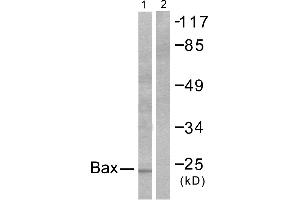 Western blot analysis of extracts from 293 cells, using Bax antibody (#C0132). (BAX antibody)