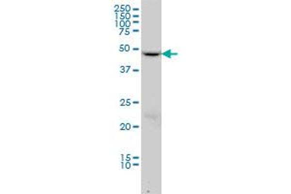 Dynamitin antibody  (AA 302-401)