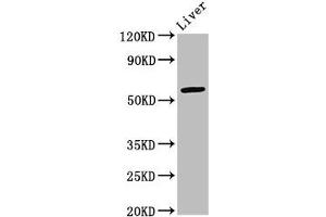 Western Blot Positive WB detected in: Mouse liver tissue All lanes: ARID3A antibody at 2. (ARID3A antibody  (AA 26-137))