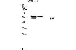 Western Blot (WB) analysis of 293T 3T3 lysis using p57 antibody. (P57 (Ser238) antibody)